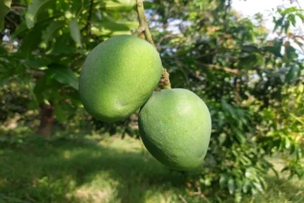 Khirsapat Mango | খিরসাপাত আম