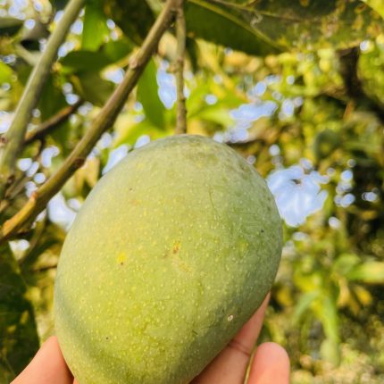 প্রিমিয়াম হিমসাগর - 10Kg